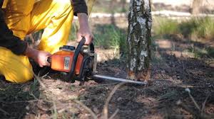 Best Commercial Tree Services  in Martindale, TX