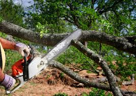 Best Pest Control for Lawns  in Martindale, TX