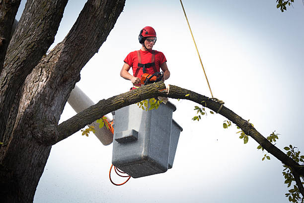 How Our Tree Care Process Works  in  Martindale, TX